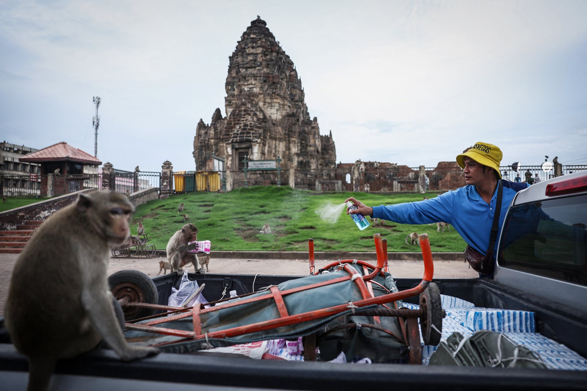 No More Monkey Mania in Thai Town